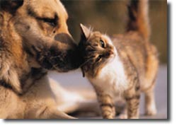 animals
